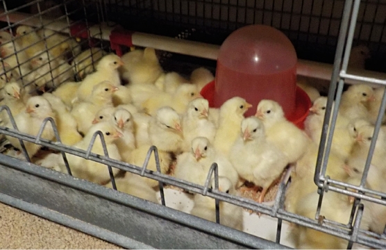 育成鶏の飼養管理