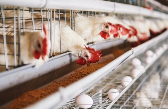 成鶏の飼養管理